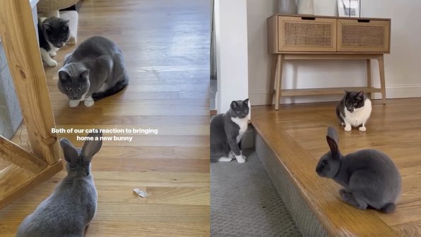 Коты в шоке от нового соседа — вот кто к ним подселился