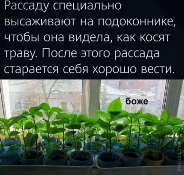 Пора высаживать рассаду Пора высаживать рассаду