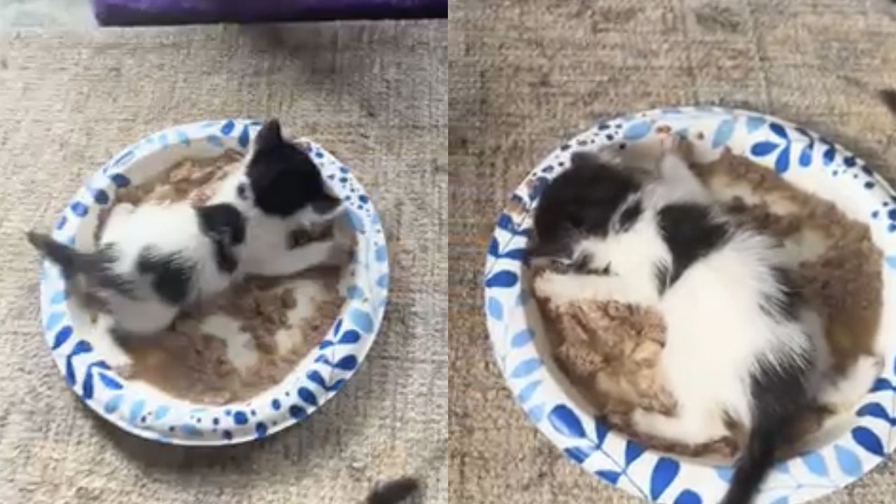 Котенок и корм Котенок и корм