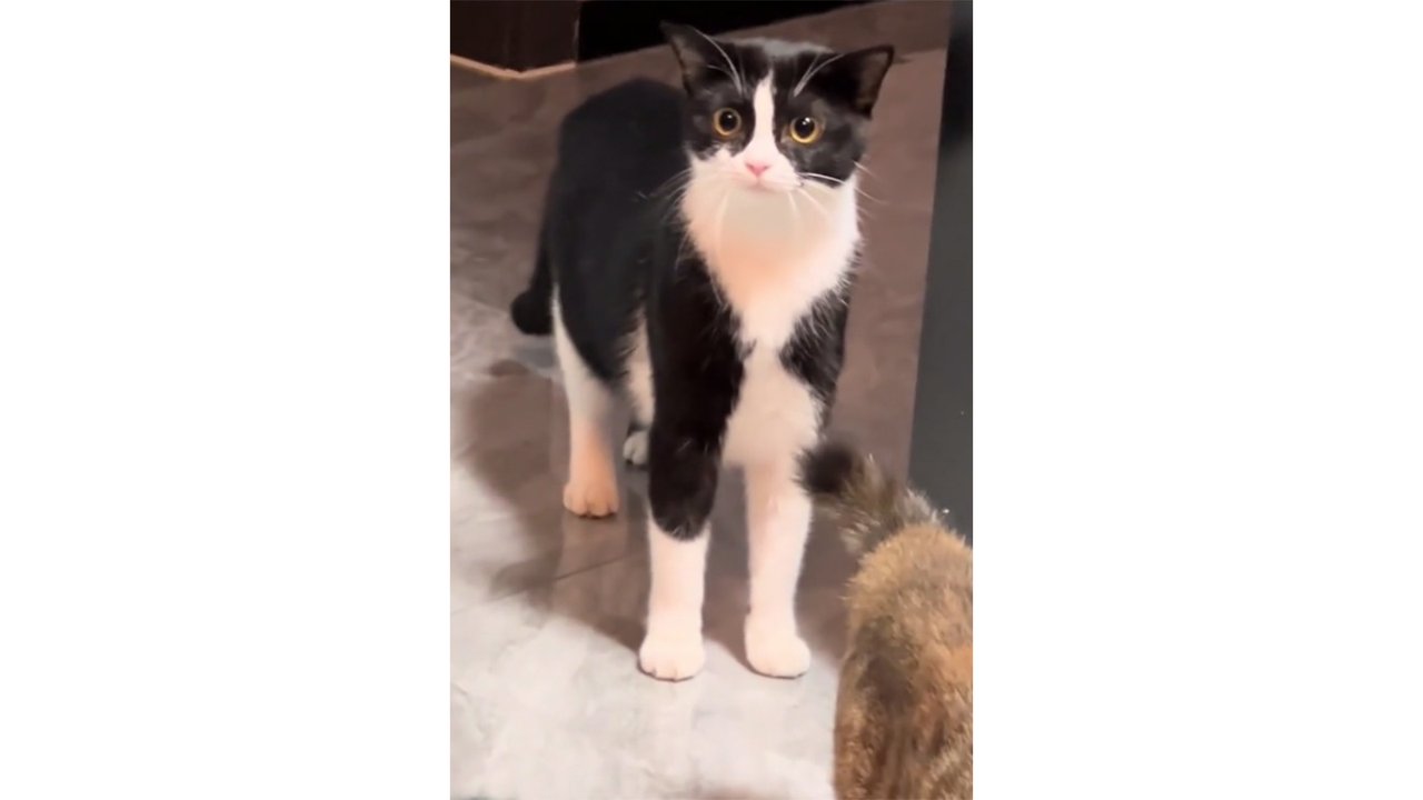 Коты впали в ступор при встрече с новым питомцем Коты впали в ступор при встрече с новым питомцем