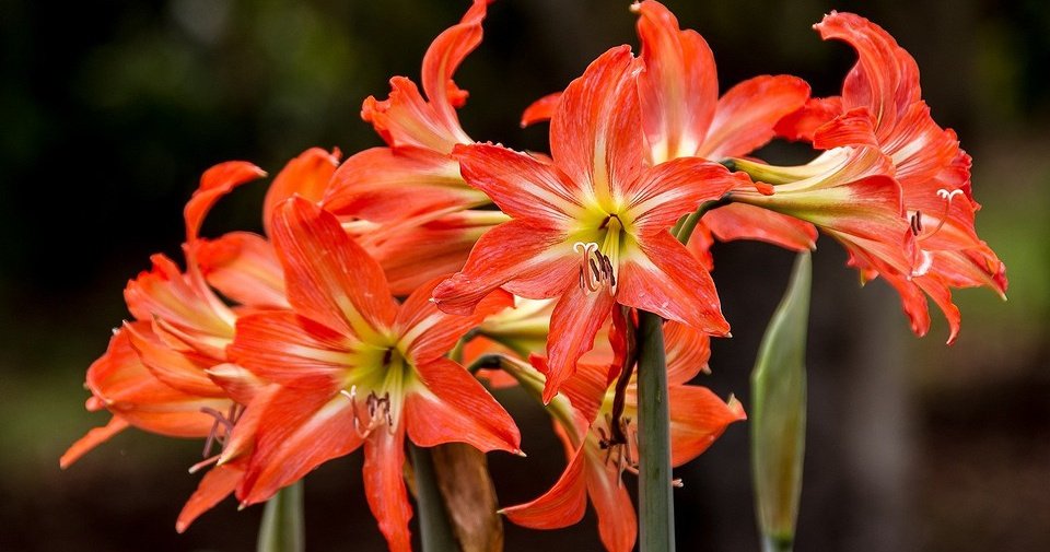7 весенних цветов, которые вырастут из луковицы и украсят ваш интерьер