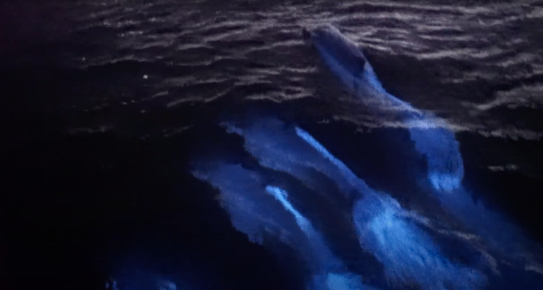 Дельфины в светящейся воде. Фото: Patrick_la / YouTube