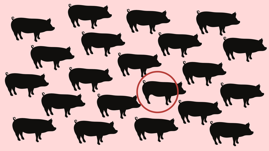 pig2 pig2