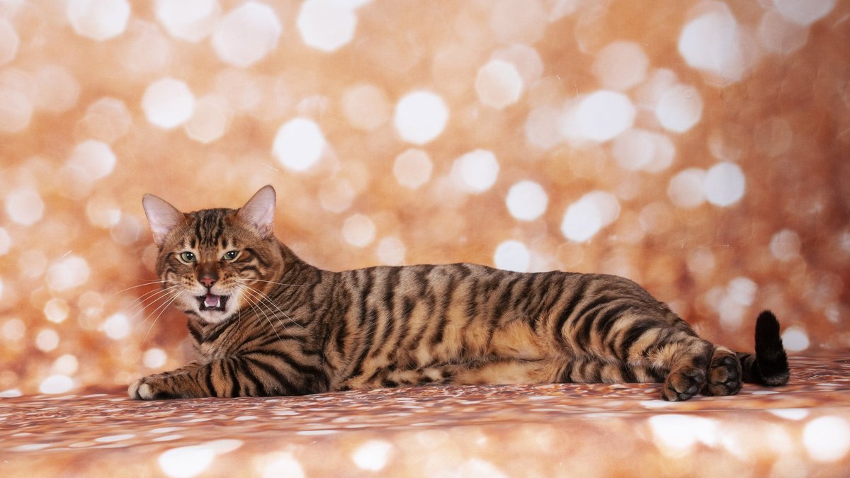 Усатые-полосатые: 5 пород кошек, похожих на тигра - Питомцы Mail.ru