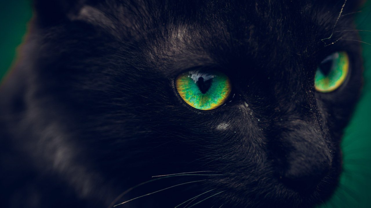 Черная кошка