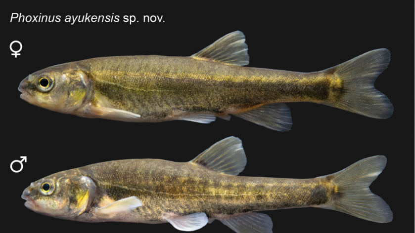 Внешний вид Phoxinus ayukensis и его сравнение с Phoxinus adagumicus Внешний вид Phoxinus ayukensis и его сравнение с Phoxinus adagumicus