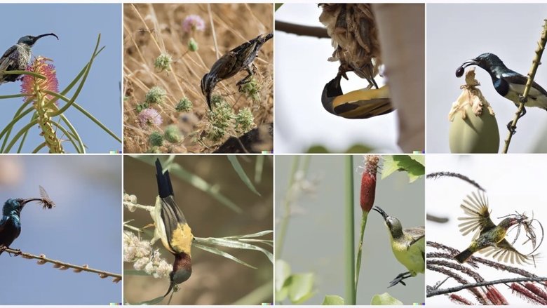 Птиц, которые поедают насекомых, нейросеть понимает как «Apoploe vesrreaitais eating Contarra ccetnxniams luryca tanniounons»