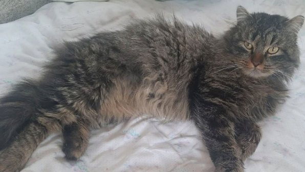 В Челябинске кот сбежал из дома — его нашли в лесу через 3 года