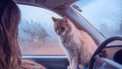 Кот в автомобиле