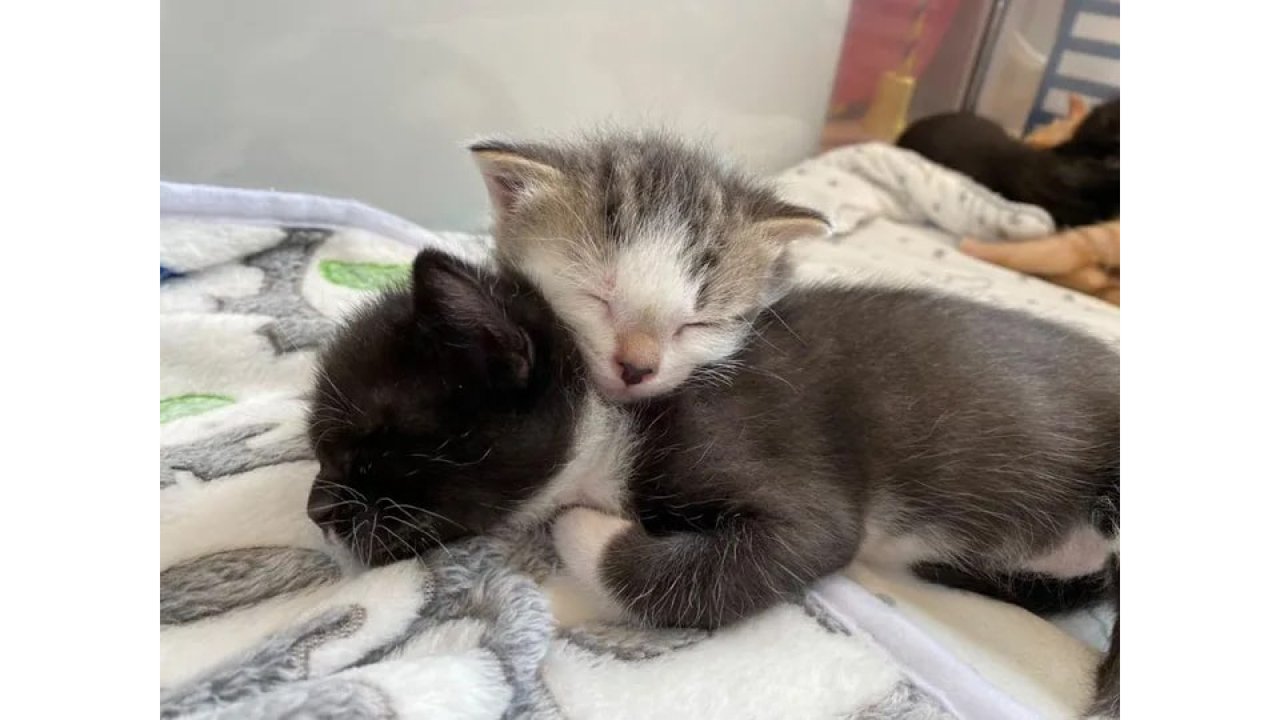 Кот Кот