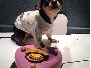 Slide image for gallery: 4815 | Комментарий «Леди Mail.Ru»: Счастливый обладатель куриного торта «Сахарная косточка»