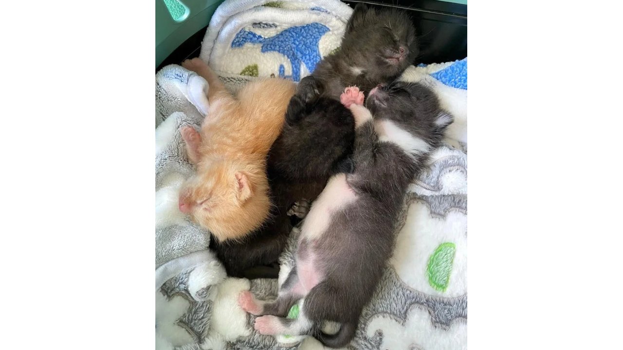 Кот Кот