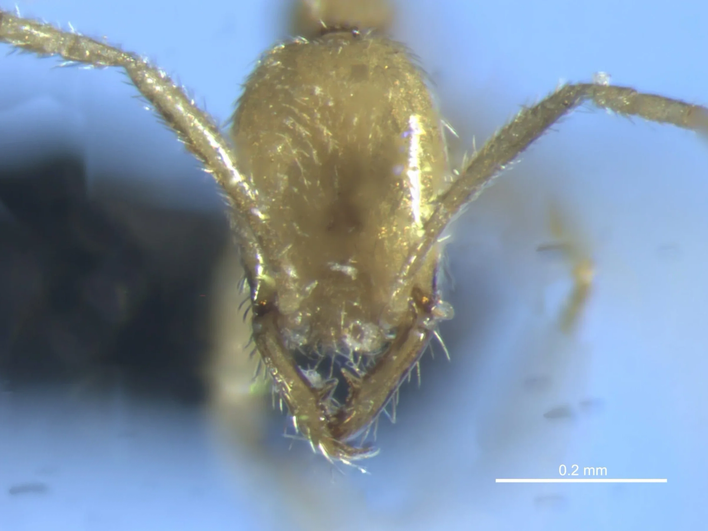 Вид анфас, демонстрирующий острые челюсти нового муравья