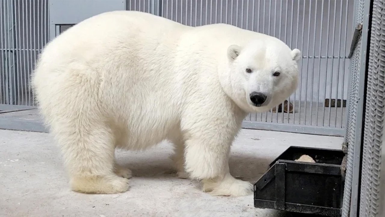 медведица медведица