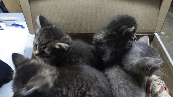 Полицейские спасли котят из коробки и влюбились в них в Кирове