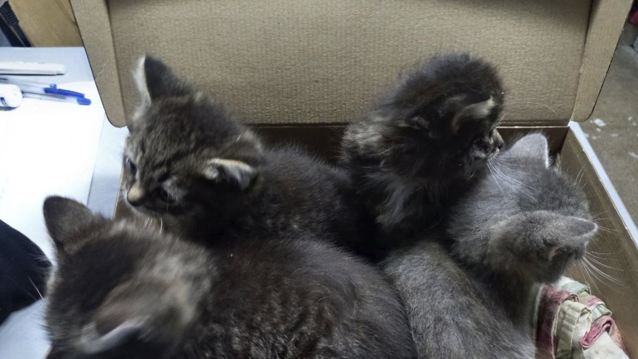 Полицейские спасли четырех котят из коробки Полицейские спасли четырех котят из коробки