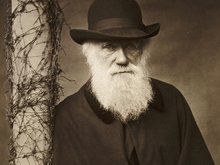 Кадр из Ошибся ли Дарвин?