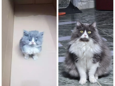 Котенок вырос