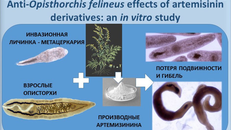 Артемизинин против описторхов