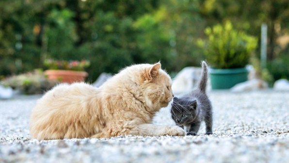 Как подружить кошку с котенком: действуем поэтапно