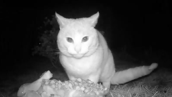 Кошка попыталась отбить у хищного зверя еду и попала на видео