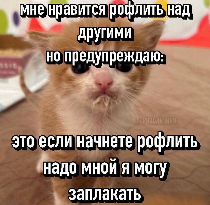 На изображении рыжий котенок с белой мордочкой и большими глазами На изображении рыжий котенок с белой мордочкой и большими глазами