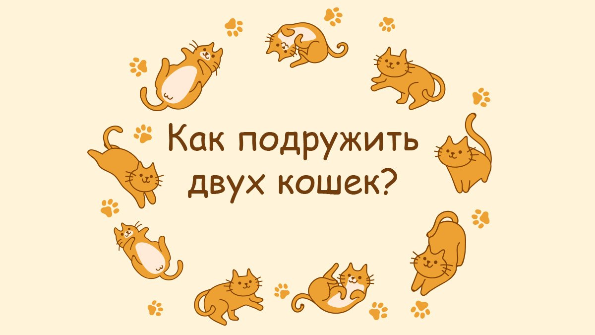 Кошки