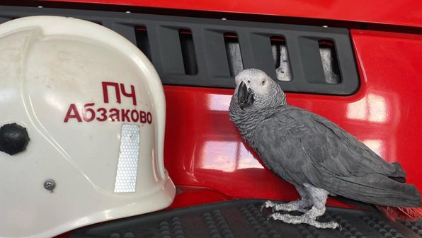 В Башкирии говорящий попугай приободряет пожарных