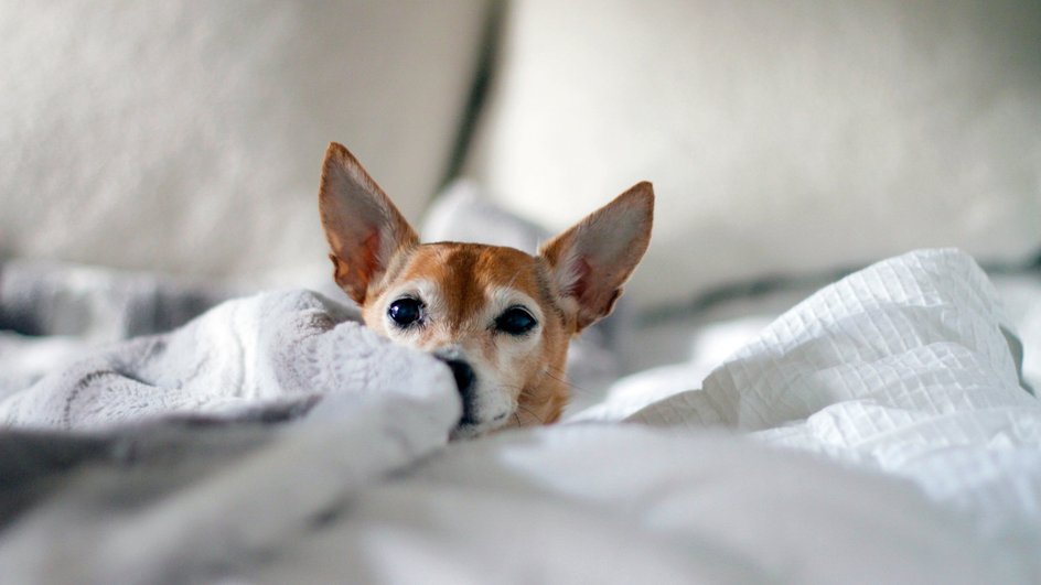 Одеяло, собака, кровать, постель