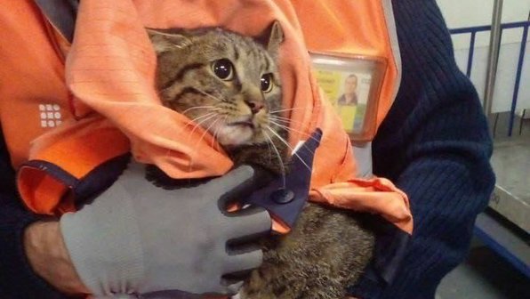 Сбежавшего во Внуково кота чудом поймали спустя неделю