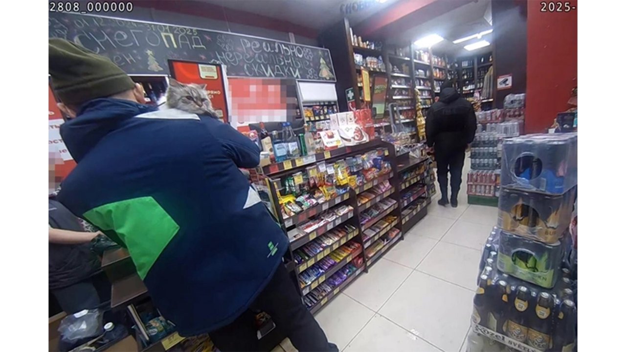 Кошка устроила погром в алкомаркете — сотрудники вызвали охрану Кошка устроила погром в алкомаркете — сотрудники вызвали охрану