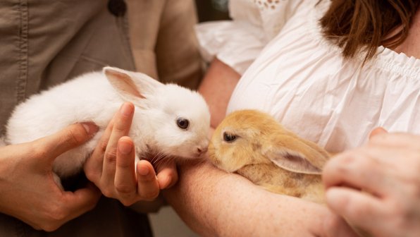 Опасная порода. Ученые определили, какие домашние кролики чаще болеют