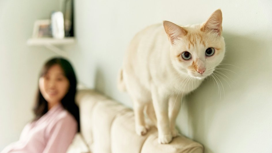 Когтеточки, игры и запахи — все это поможет бороться с вредным для мебели пристрастием кошек