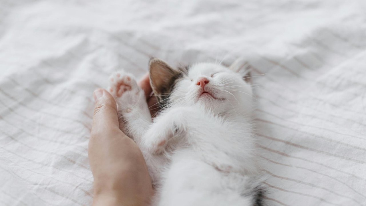 Кошка Кошка