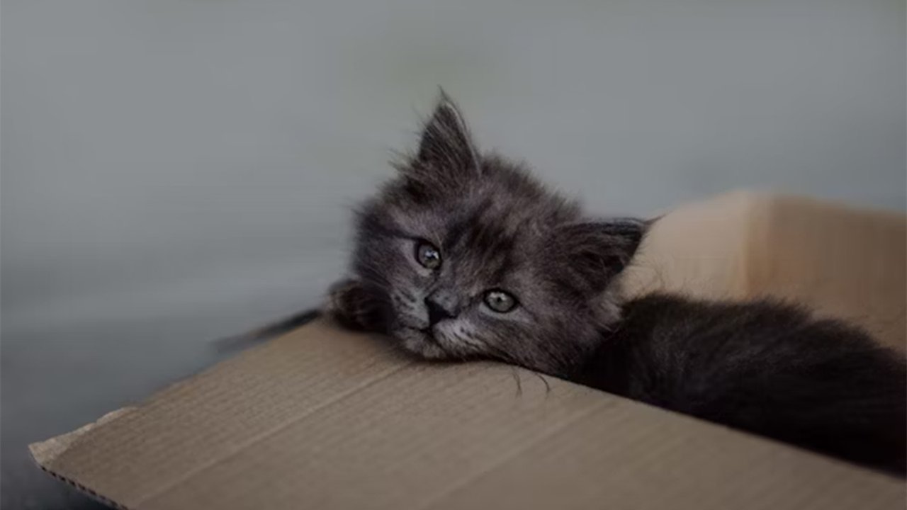Черный котенок в коробке Черный котенок в коробке