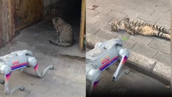 Кот подружился с робопсом — и думает, что тот настоящий