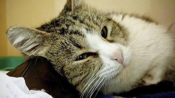 Знаменитому коту Гоше, спасенному под Владимиром, ищут новый дом