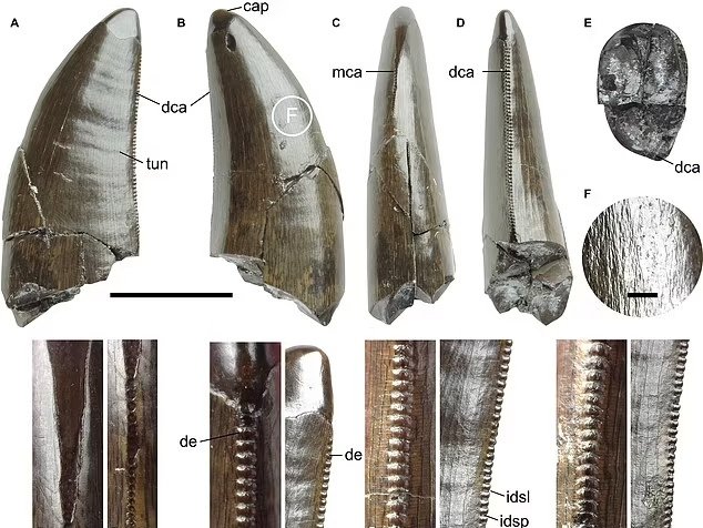 Этот зуб с зазубринами принадлежал двоюродному брату тираннозавра, который жил 135 миллионов лет назад.