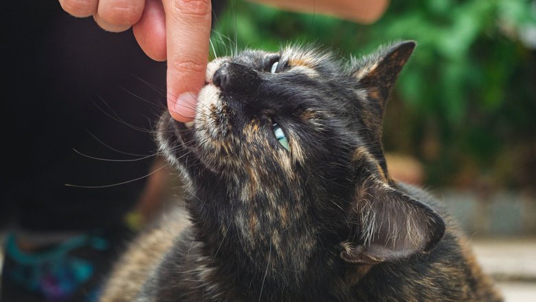 Коты могут переносить различные инфекции.