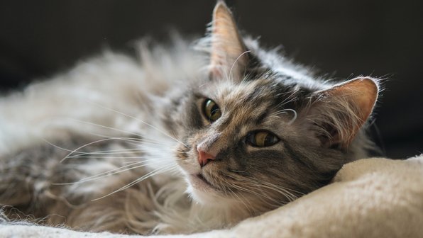 Как справиться с комками шерсти у кошки