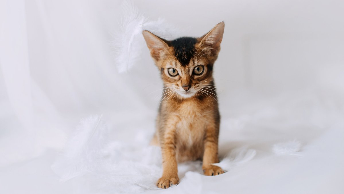 Кошка