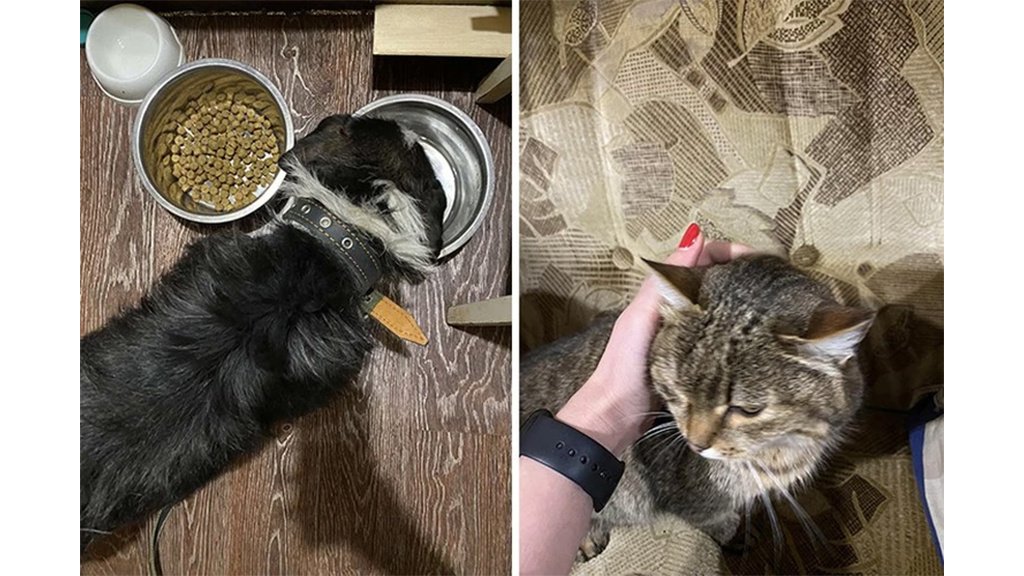 Кошка и пес Кошка и пес