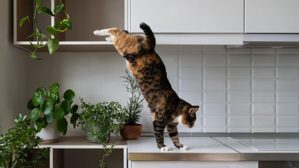 10 вещей, которые нарушают спокойствие кошки в вашем доме