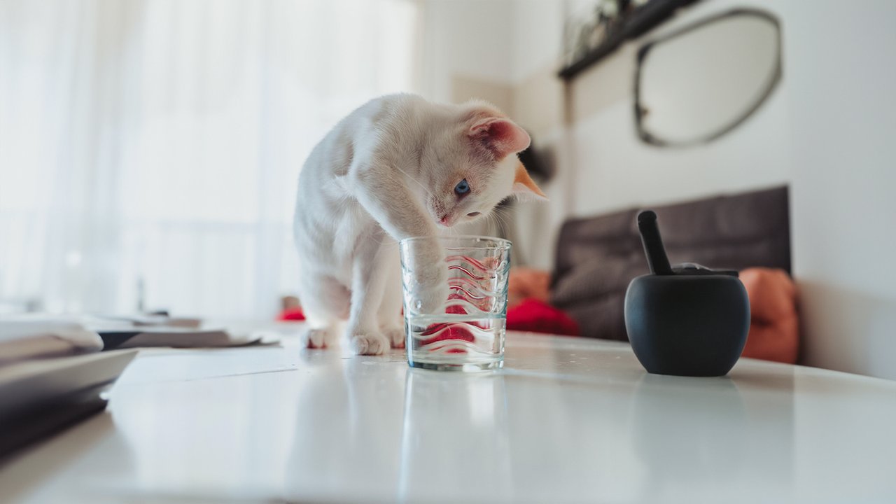 Кошка играет с водой Кошка играет с водой