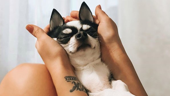 10 фактов о чихуахуа