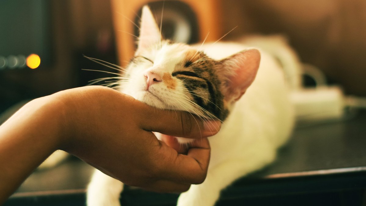 Кота гладят Кота гладят