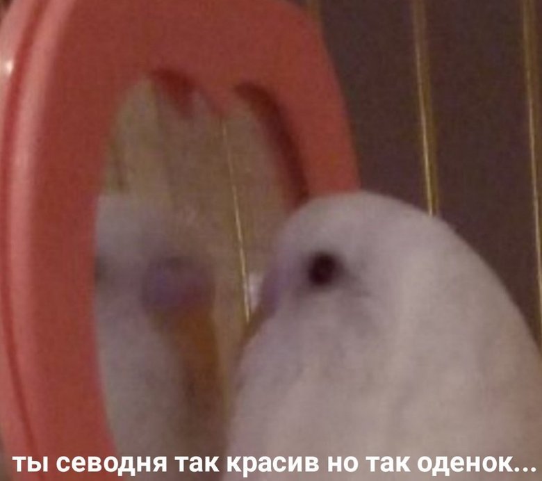 Источник: Мемы с попугаями / VK
