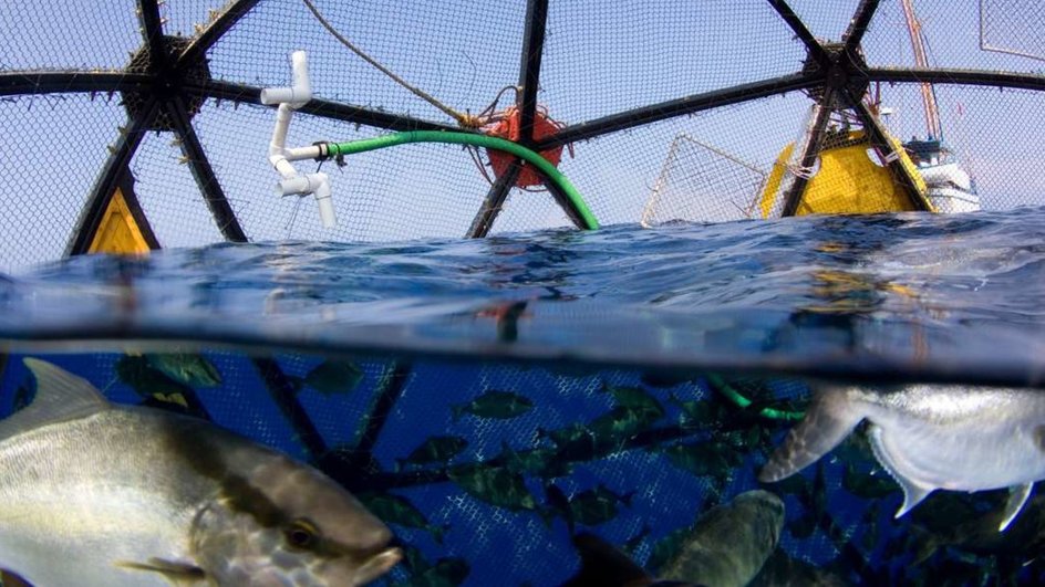 Выращивание лосося в открытом море Выращивание лосося в открытом море