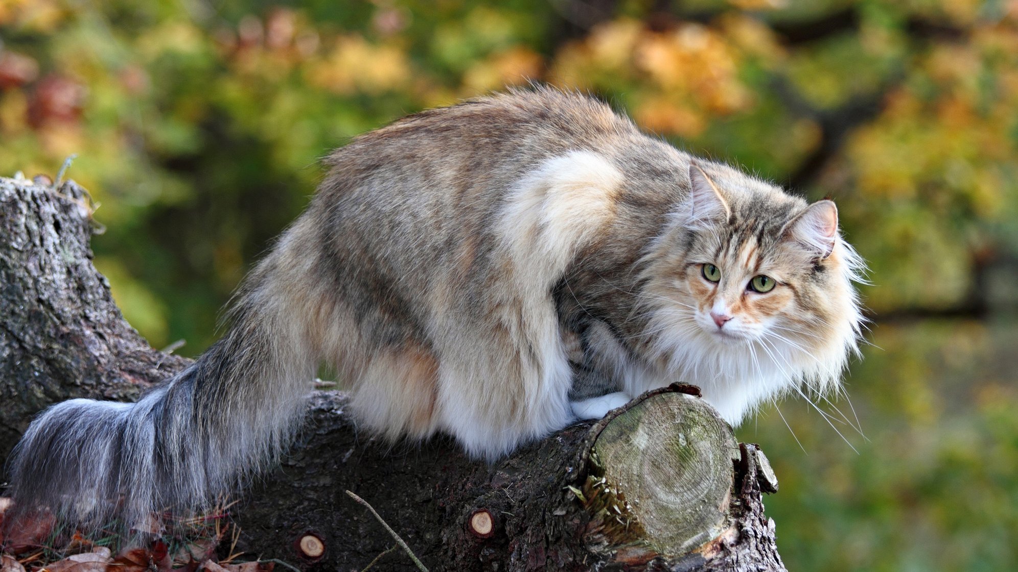 Кошка венгерская лесная фото ТОП-10 самых красивых пород кошек (по субъективной оценке редакции) - Питомцы Ma