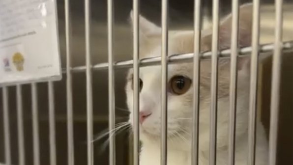 Кот с разбитым сердцем: питомца сдали в приют по самой глупой причине